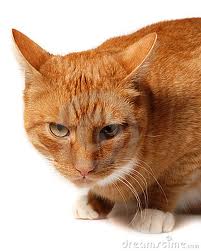 sceptical cat 2