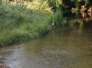 The beck with a duck